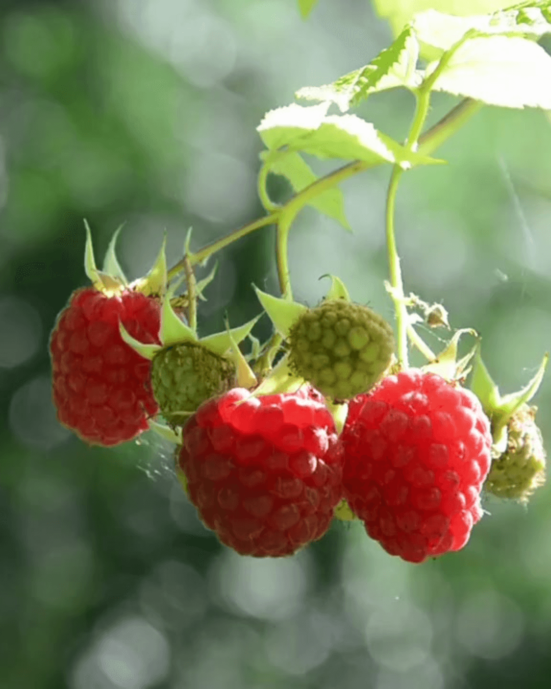 Framboises sélectionnées pour une composition Dyane