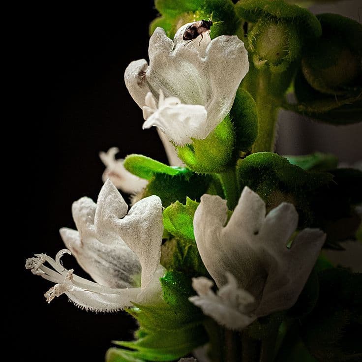Botanical Basil Smash composition